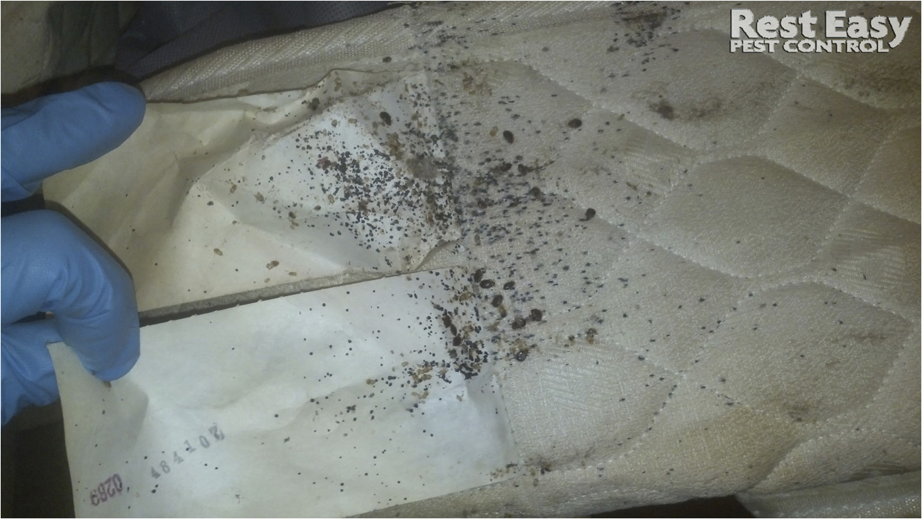 large bed bug infestation adult bed bugs on mattress bed bug fecal stains on mattress