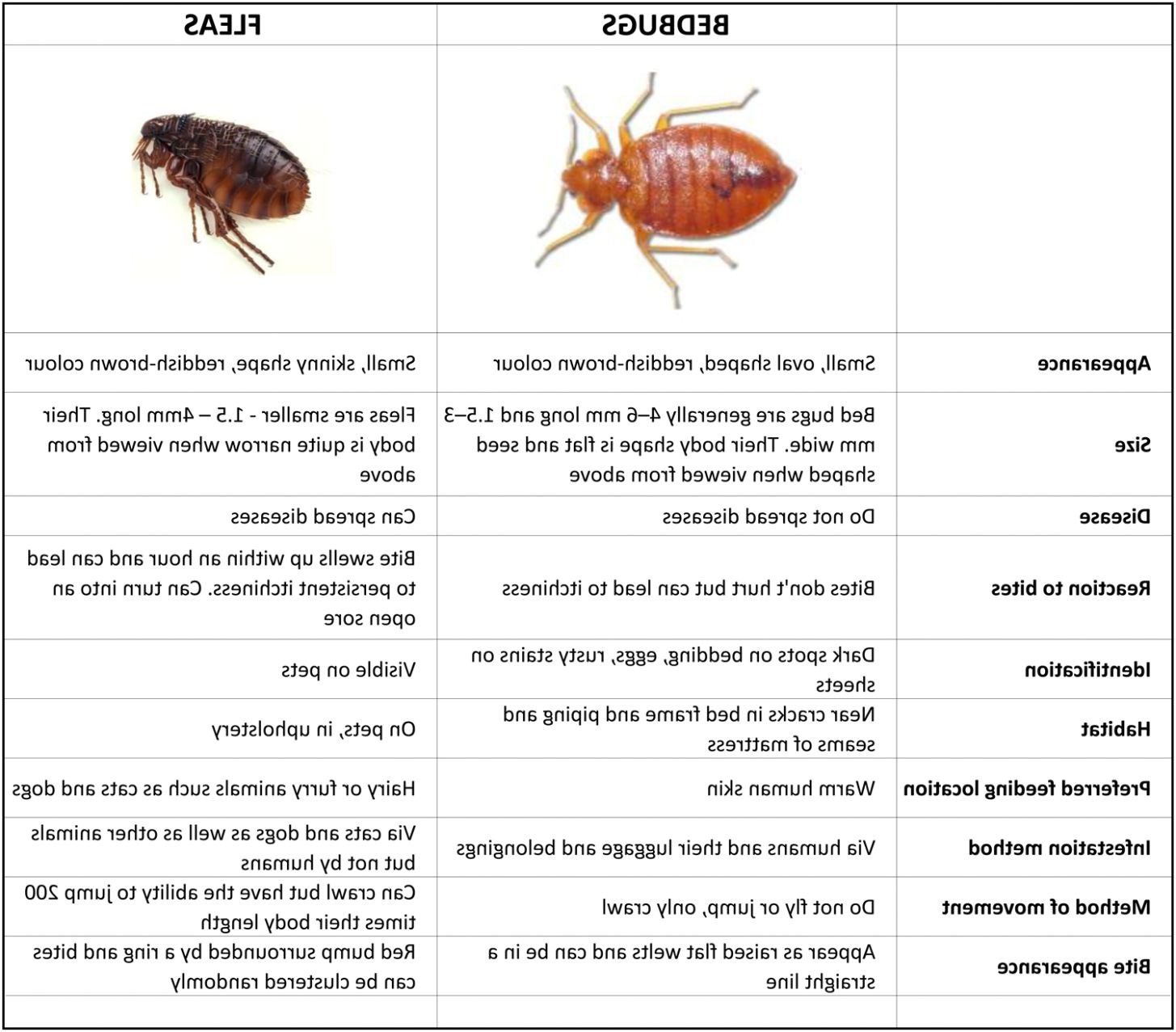 photo 3 of 10 bed bugs vs fleas table fleas in mattress 3