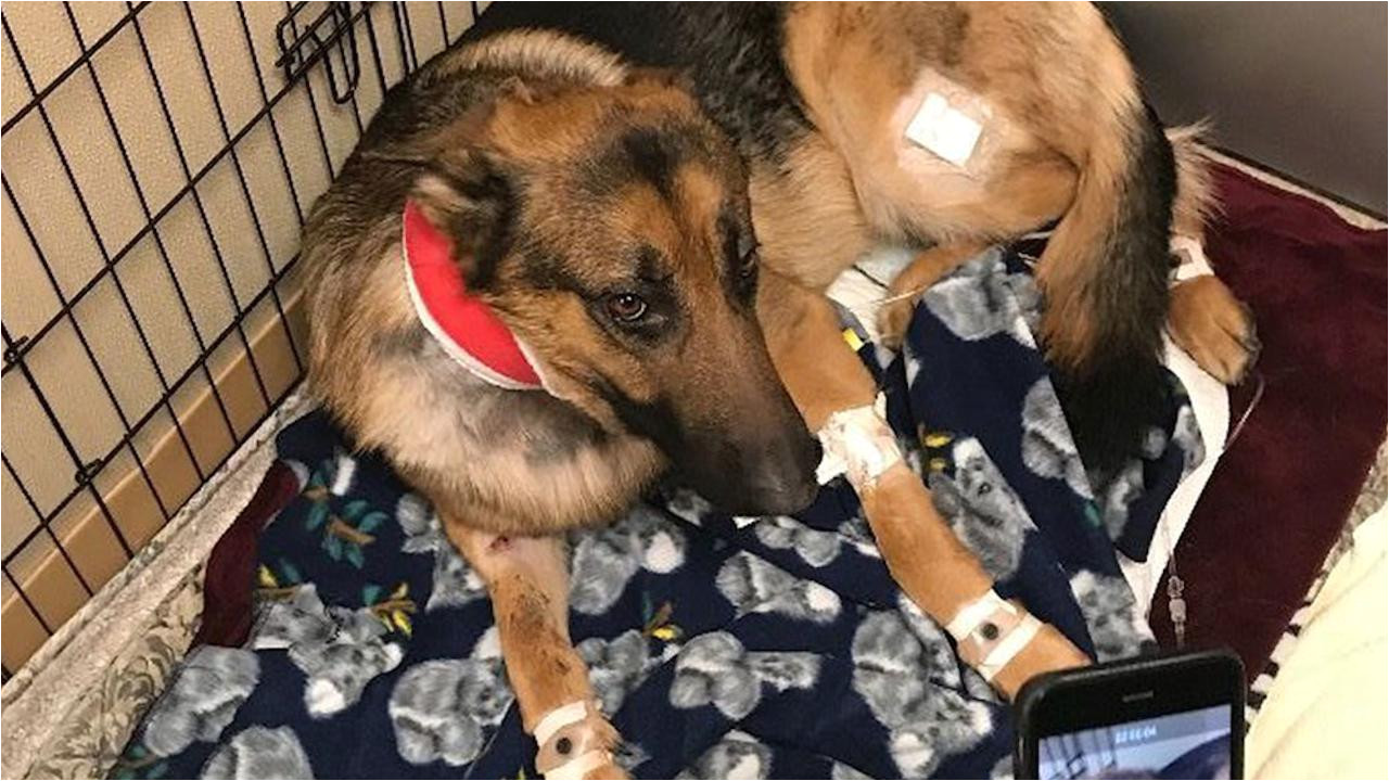 dog shot multiple times saved 16 year old owner from burglary people com