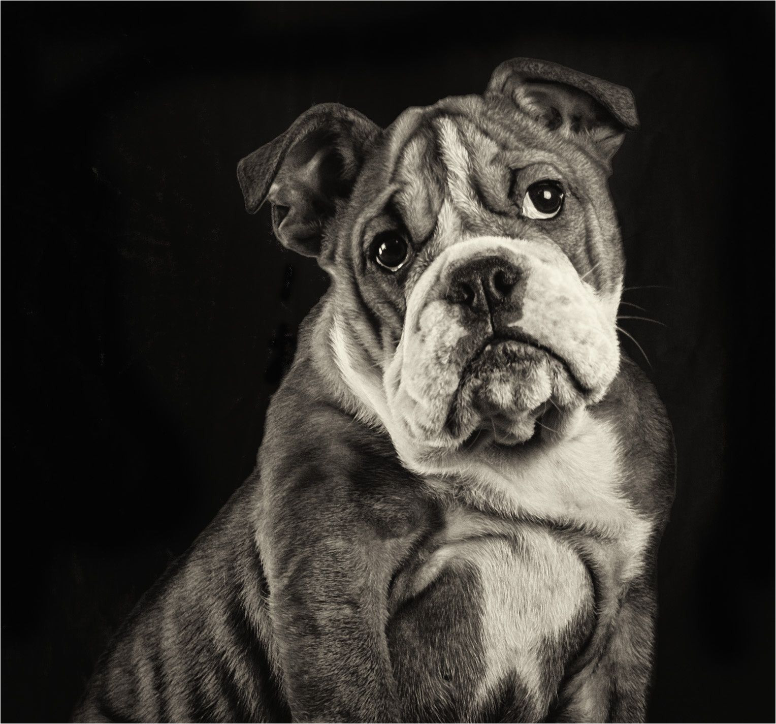 boris english bulldog puppy awwww photograph by marco koopman dog dogphoto blackandwhite