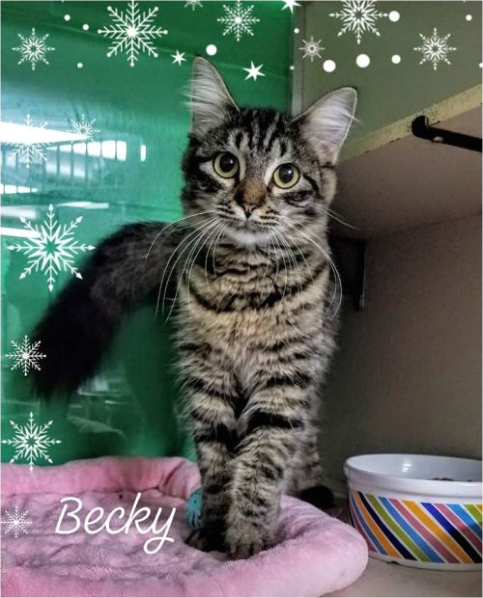 maine coon cat for adoption in league city texas becky adopted petcurious