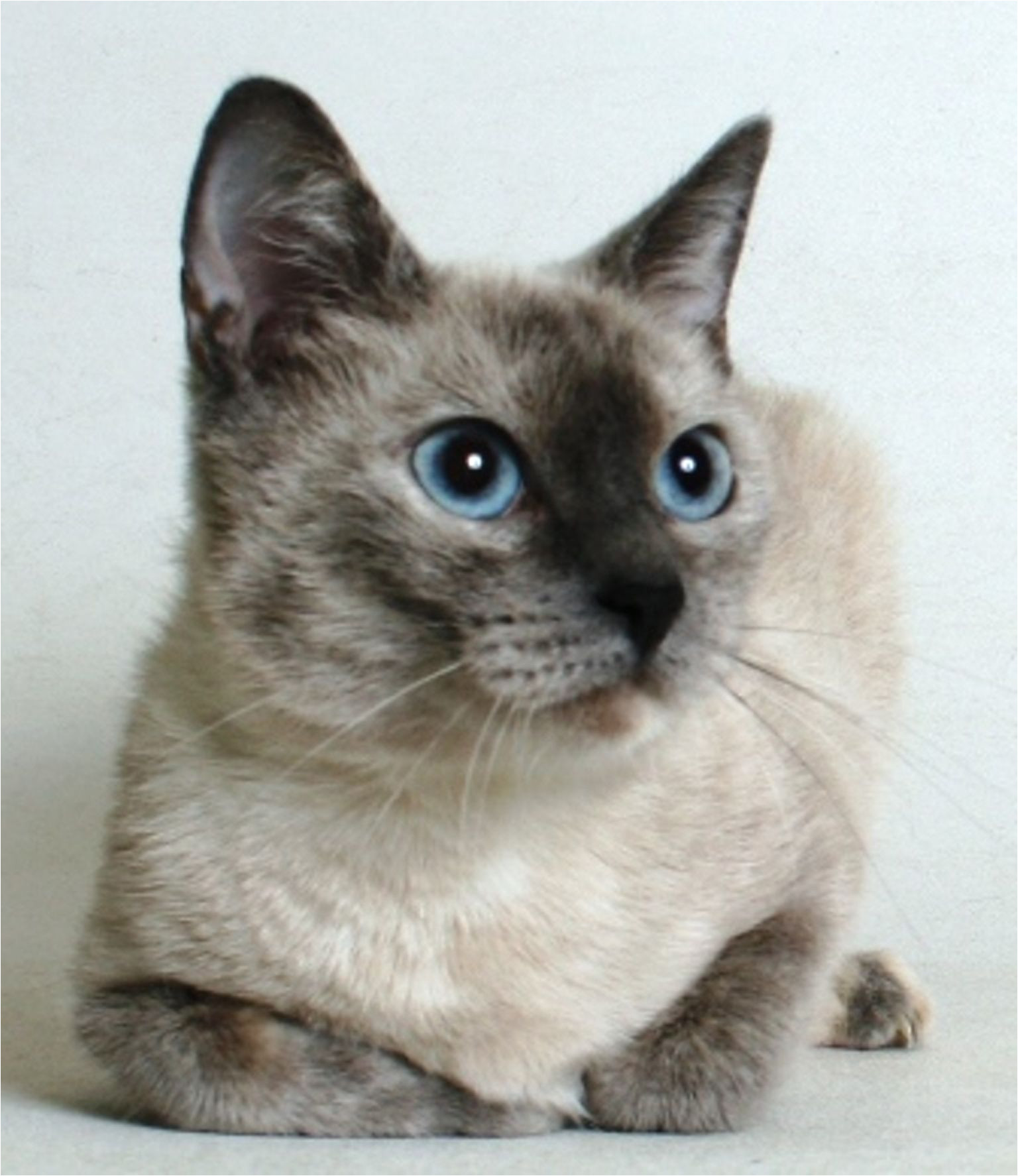 serena is a 2 year old female cream silverpoint siamese mix
