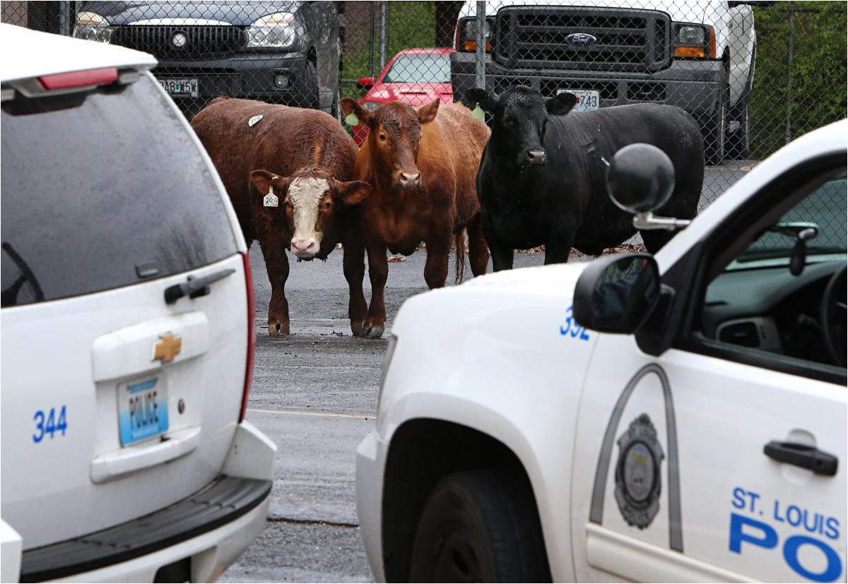 cattle that escaped from st louis slaughterhouse are headed to animal sanctuary law and order stltoday com