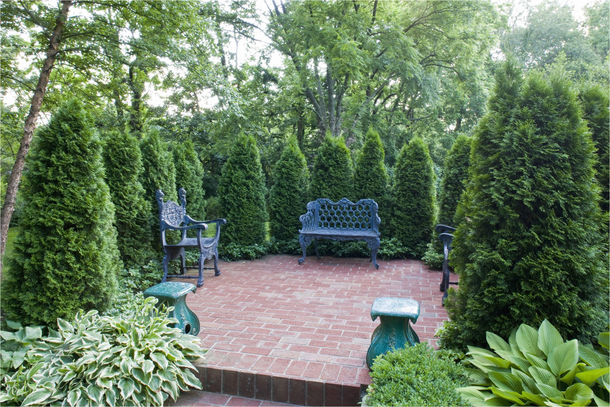 arborvitae windbreak trees