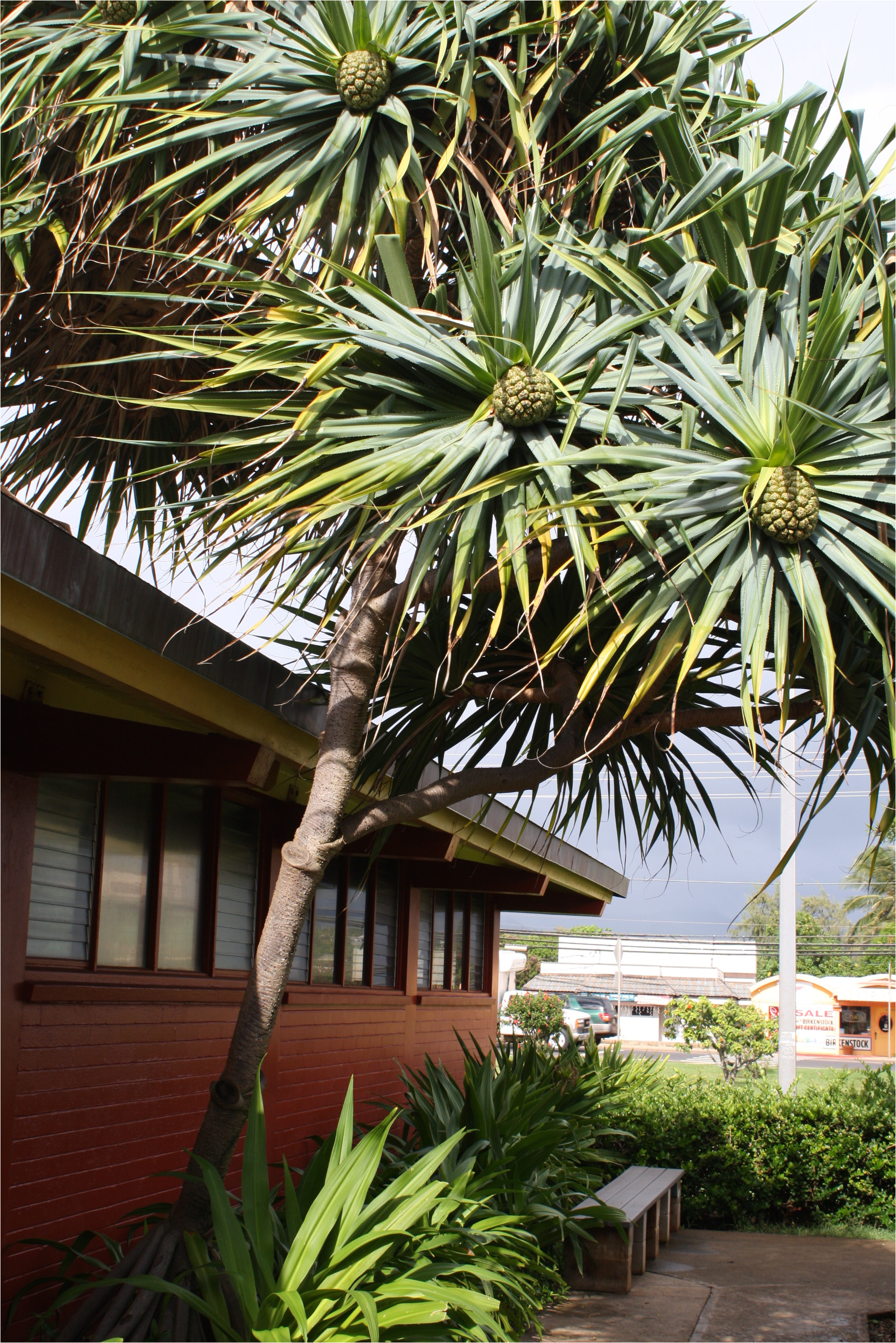 hala tree outside kapa a library