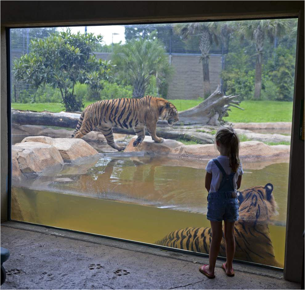 study revives debate over relocating baton rouge zoo but politics could make it a tough