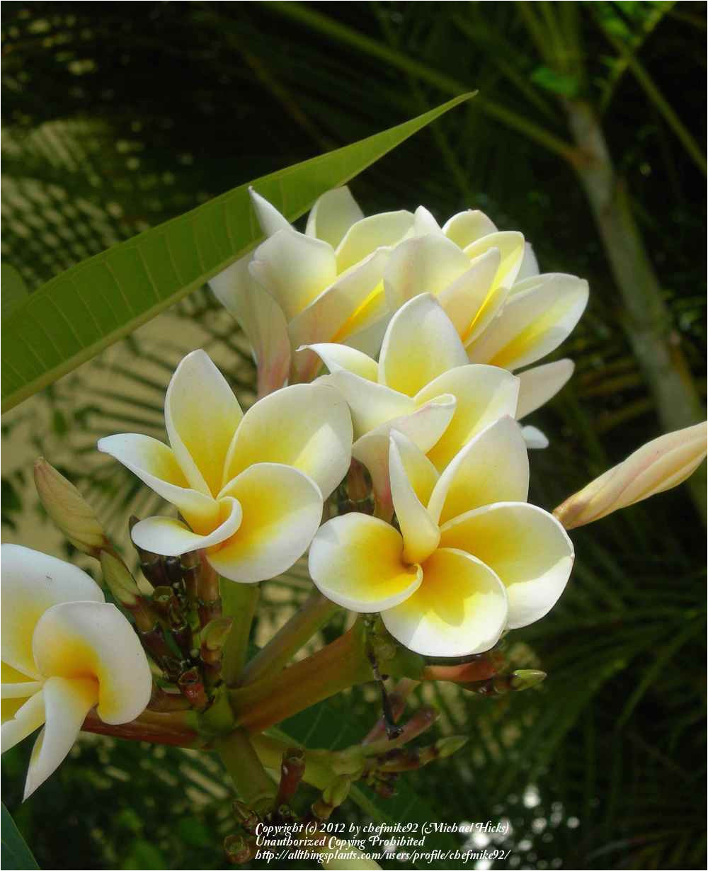 Rooted Plumeria Plants for Sale Classifieds and Group Buys ...