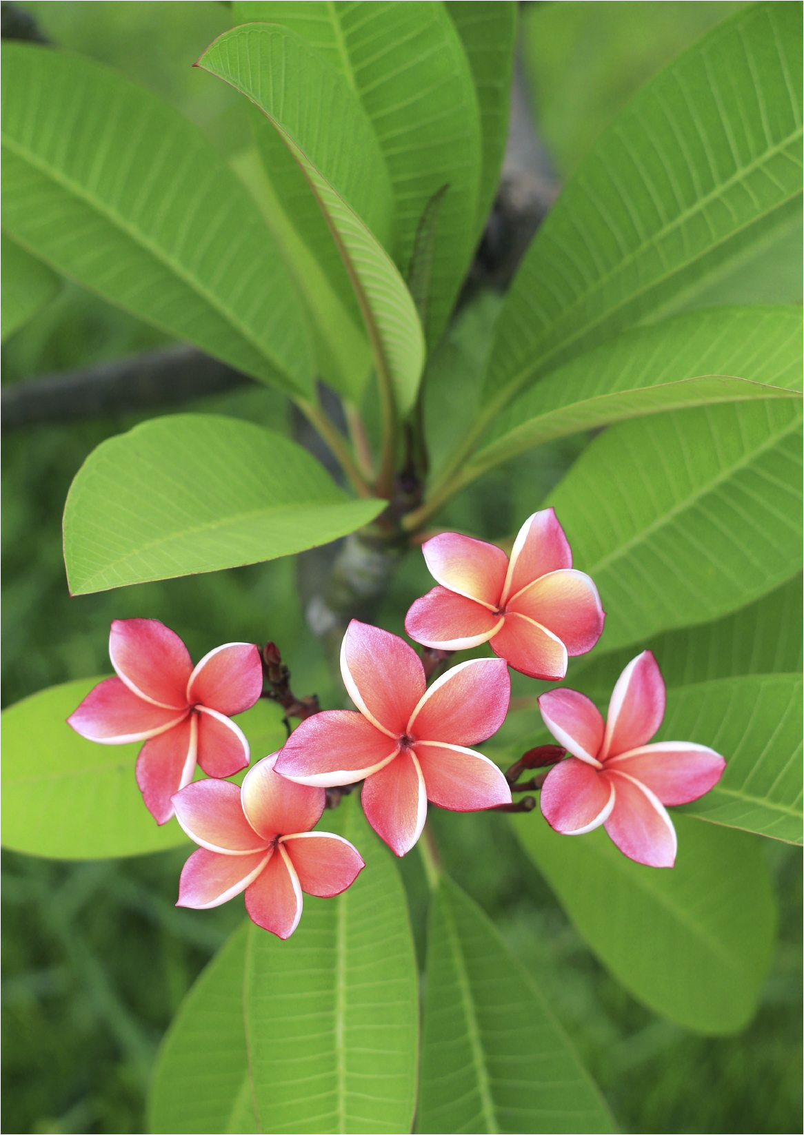 fertilizer requirements for plumeria tips on fertilizing plumeria plants