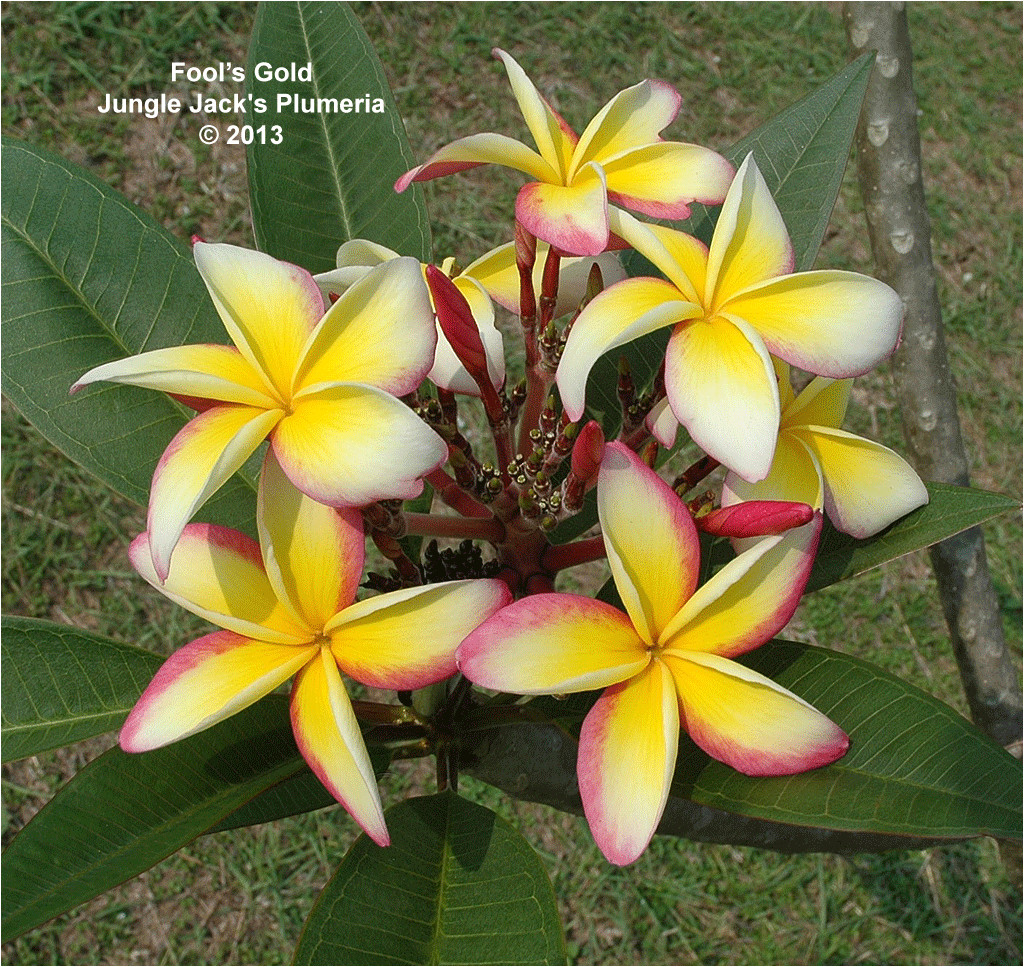 fool s gold features large brightly colored plumeria clusters on a medium tree consistent
