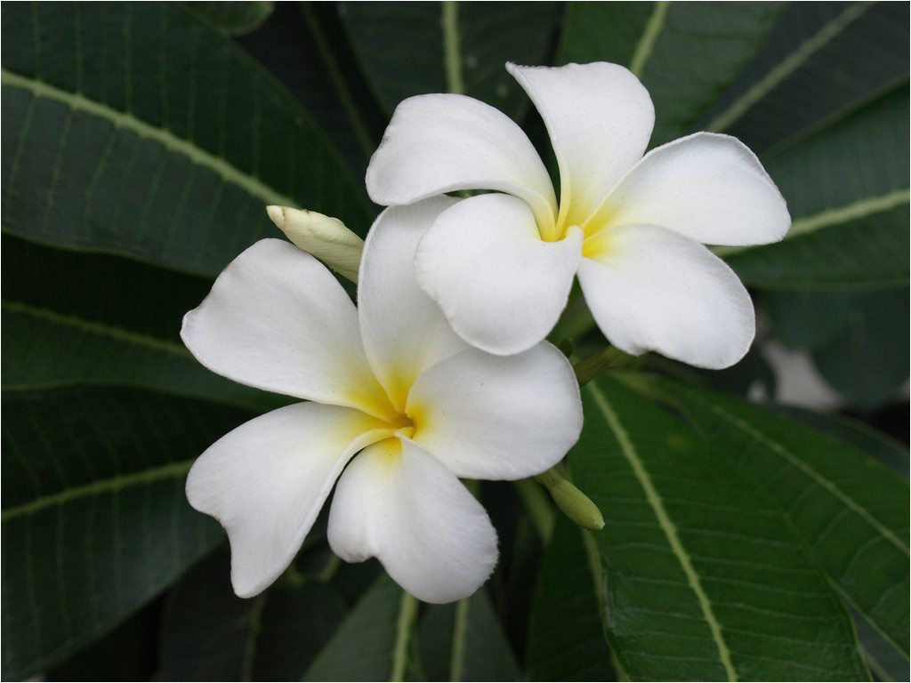 plumeria1 jpg