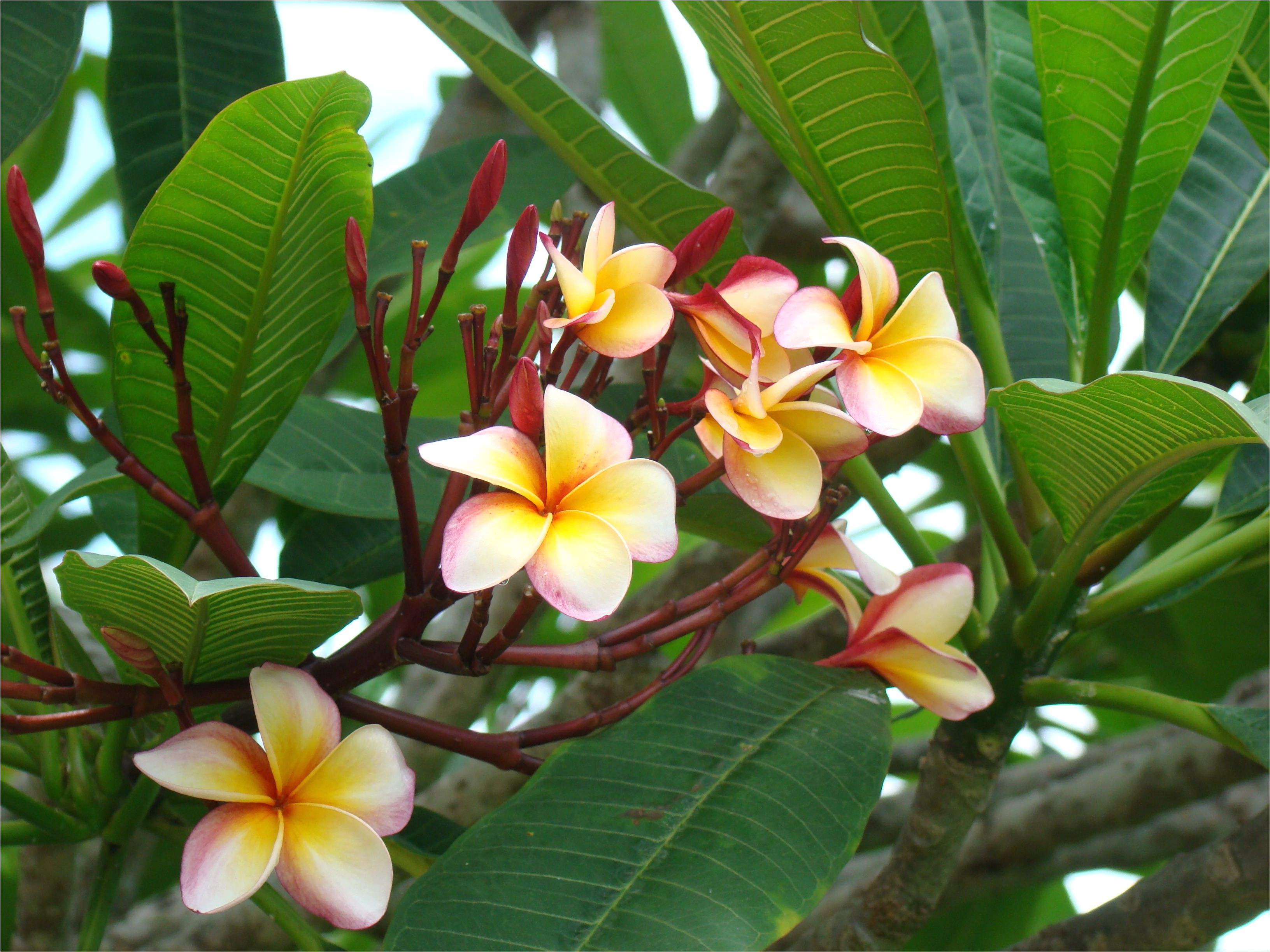 plumeria rubra