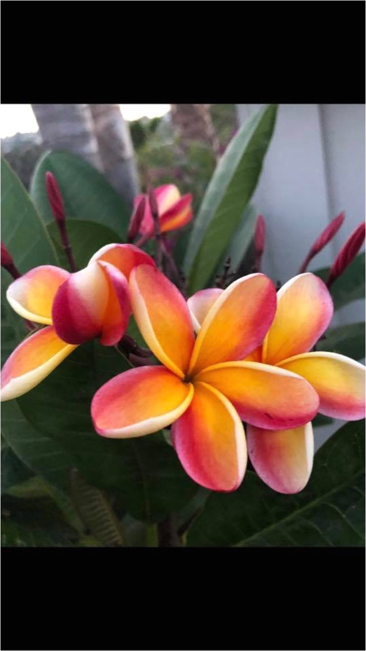 Rooted Plumeria Plants for Sale Rare Plumeria Cutting orange Rainbow Fragrant Etsy