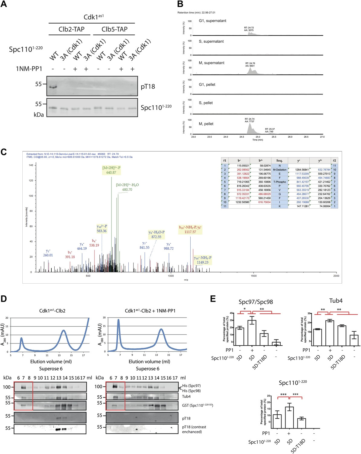 phosphorylation of t18 most likely affects i tusc oligomerization promoting activity of spc110 in a negative manner