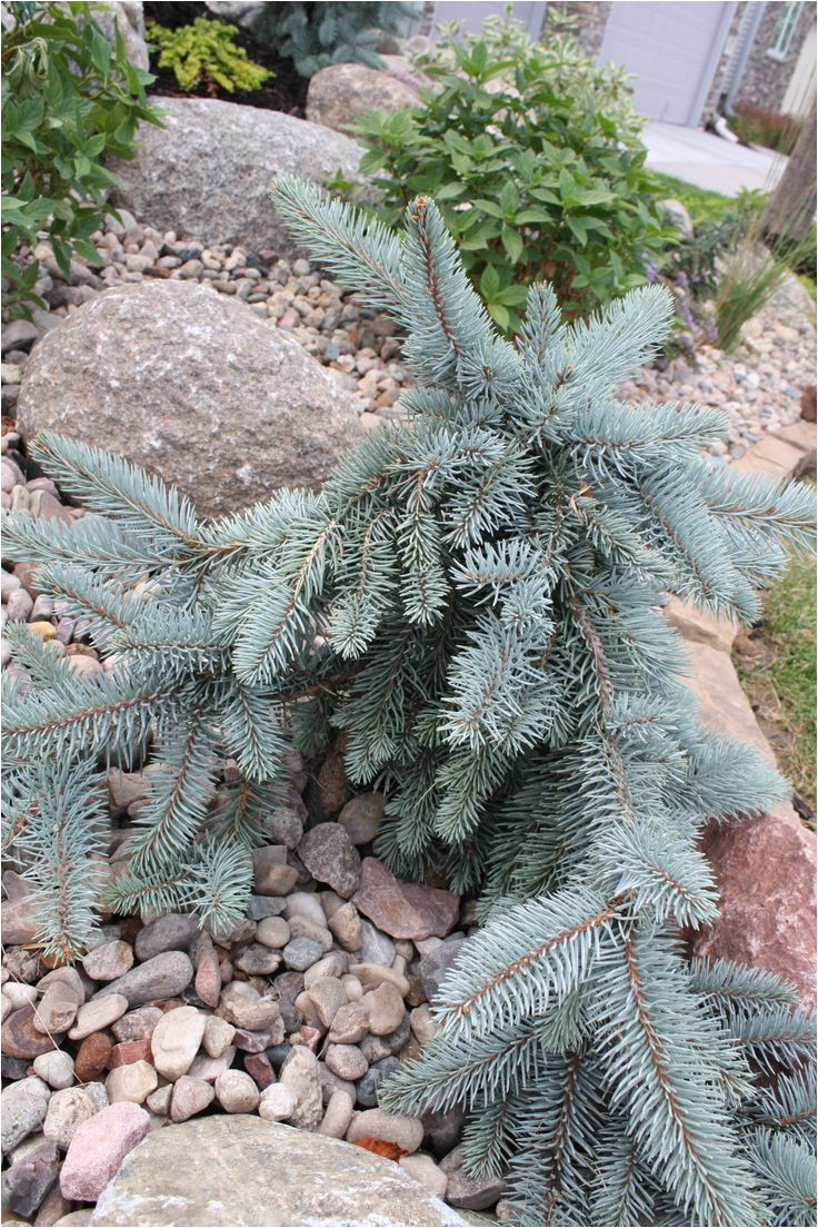 procumbens blue spruce installed by seasonal gardens omaha ne