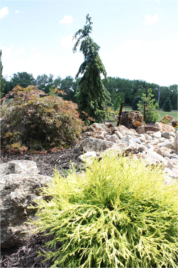 golden mop in foreground with crimson queen japanese maple brun weeping serbian spruce in the