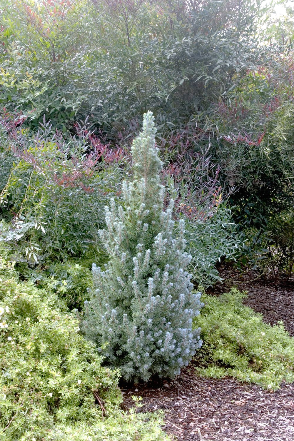 Sester Dwarf Blue Spruce Alberta Blue Dwarf Alberta Spruce Monrovia Alberta Blue Dwarf