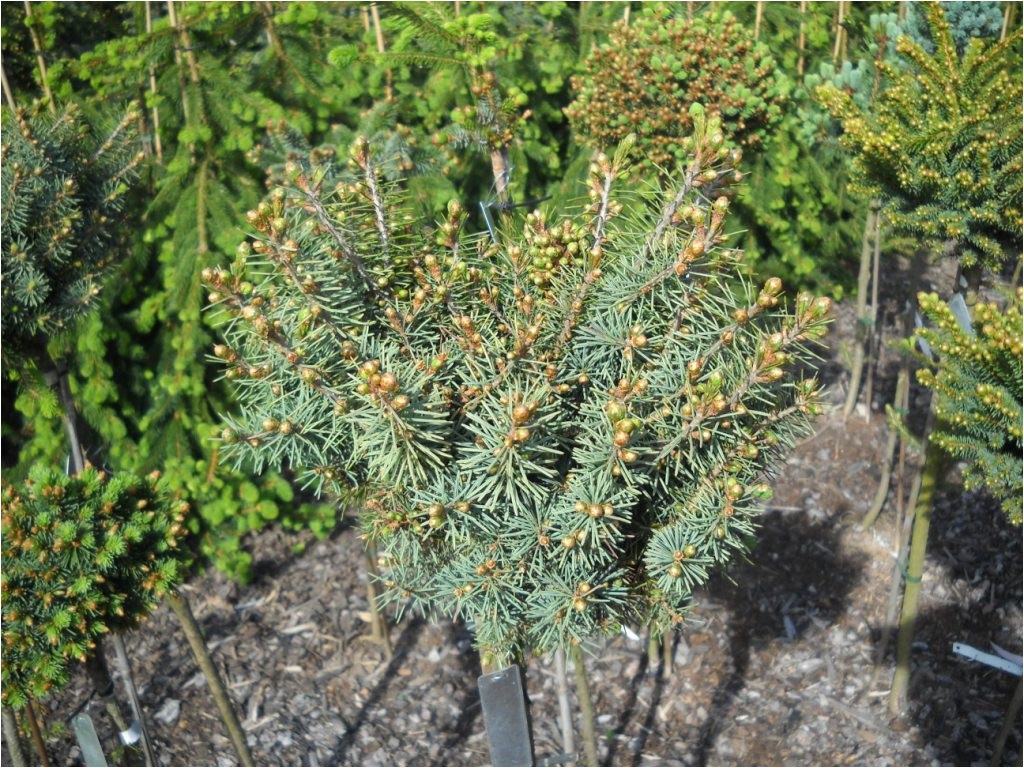 picea breweriana kohout s dwarf mesterhazy malik photo