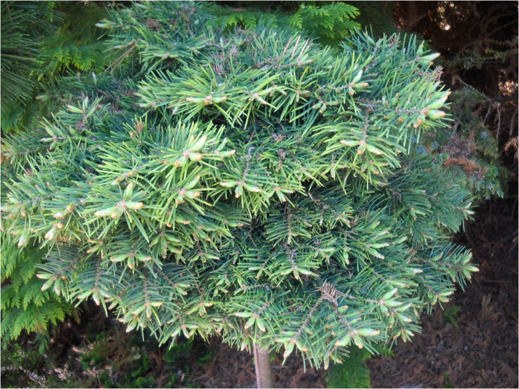 abies concolor dwarf from jerry morris