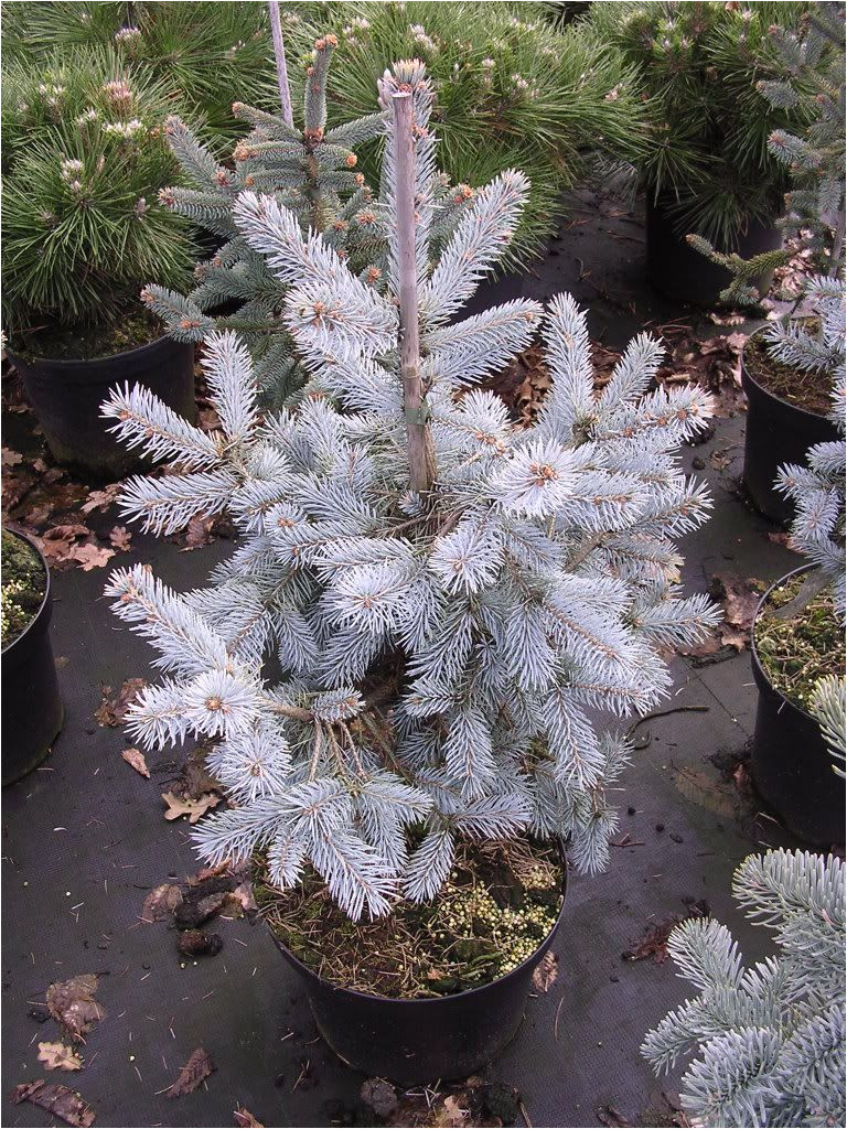 picea engelmannii photo gallery 2010 glauca