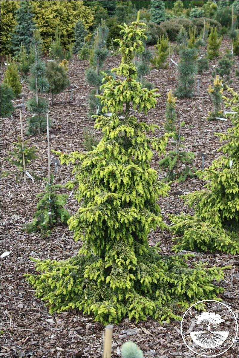 picea omorika aurea