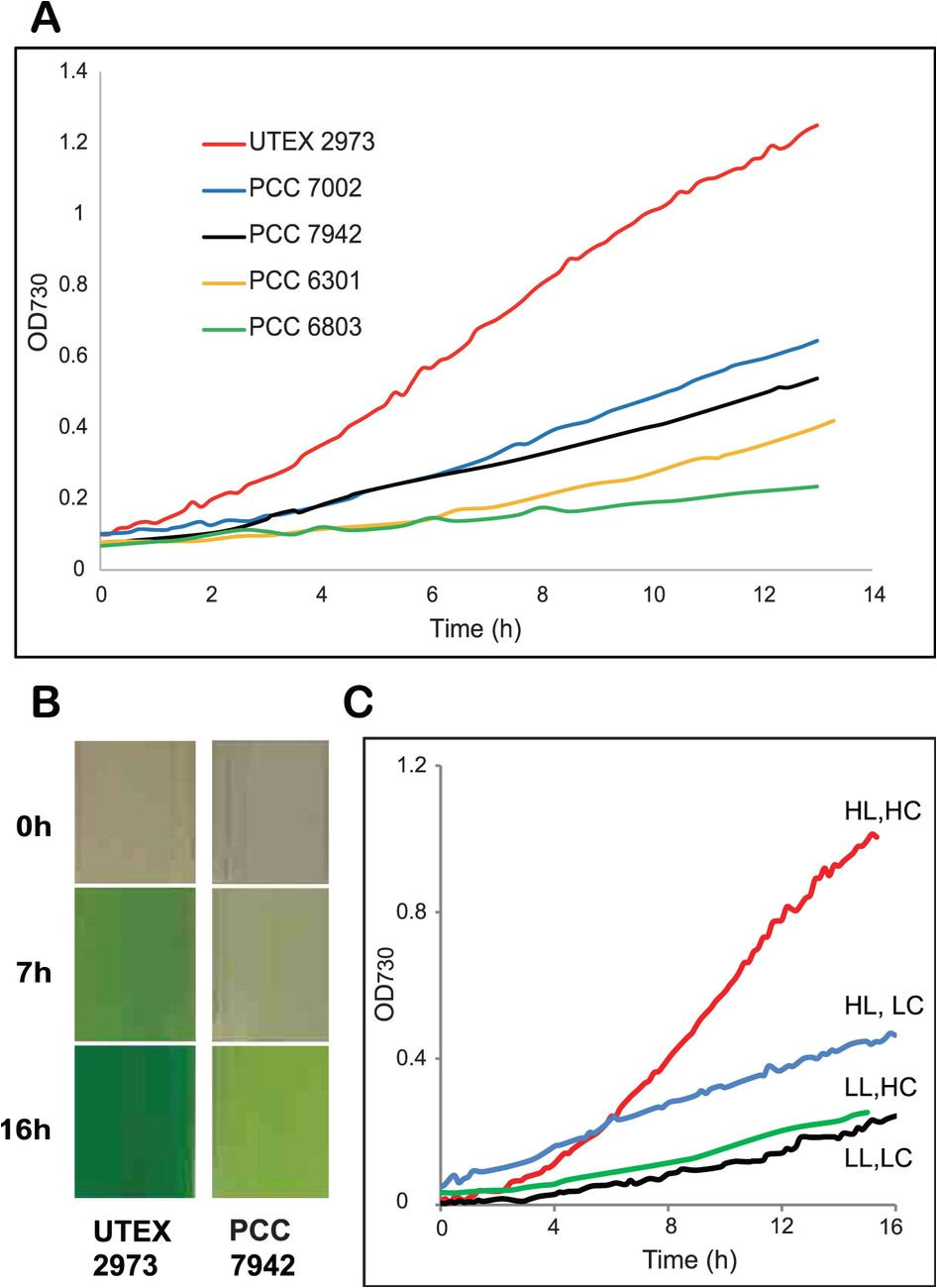 synechococcus elongatus utex 2973 a fast growing cyanobacterial chassis for biosynthesis using light and co2 scientific reports