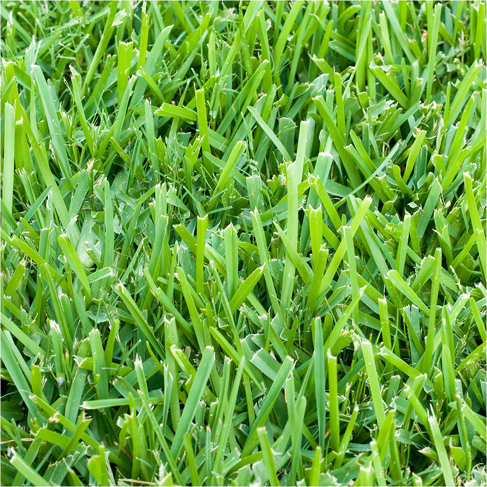 St Augustine Grass San Antonio St Augustine 3 Grass Plugs 36 Count Walmart Com