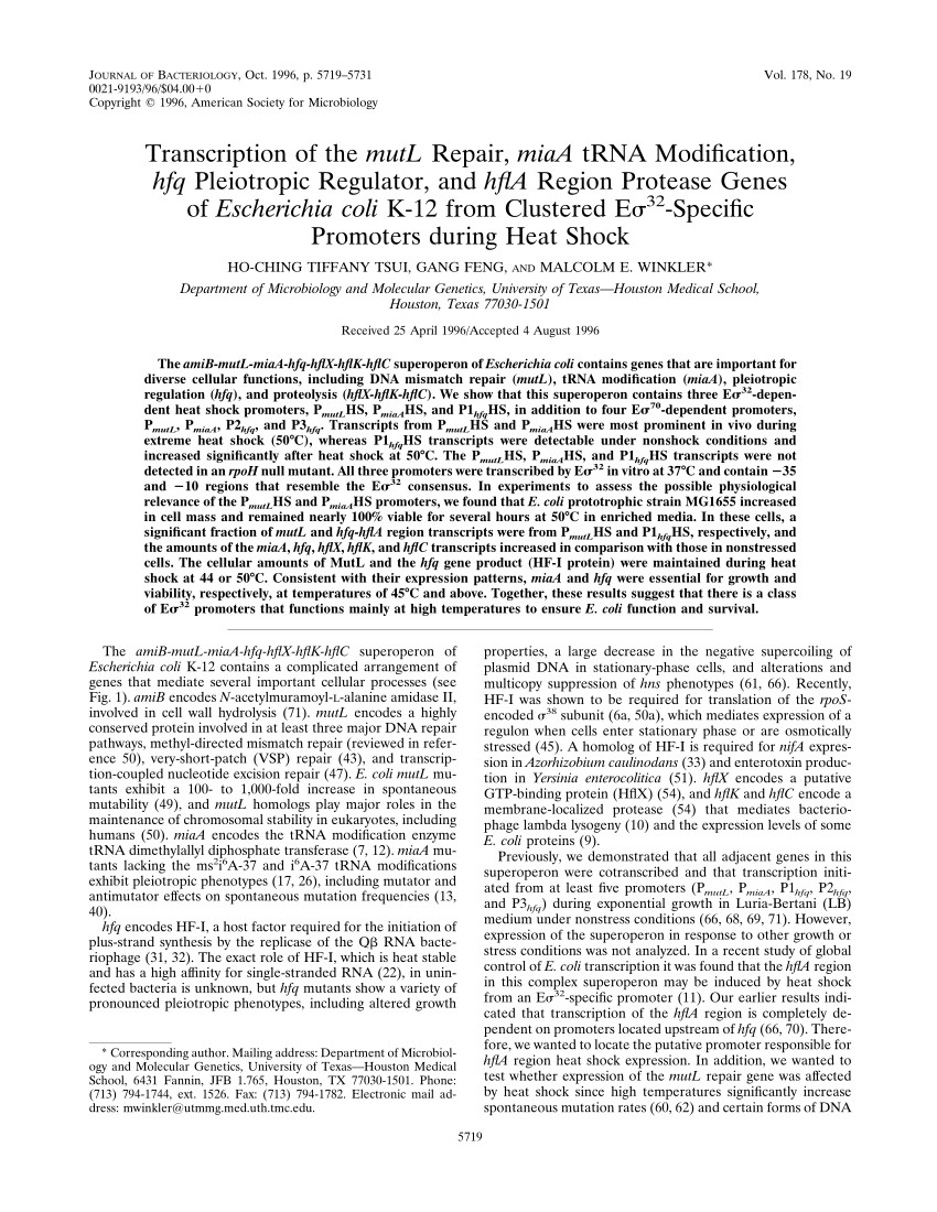 pdf transcription of the mutl repair miaa trna modification hfq pleiotropic regulator and hfla region protease genes of escherichia coli k 12 from