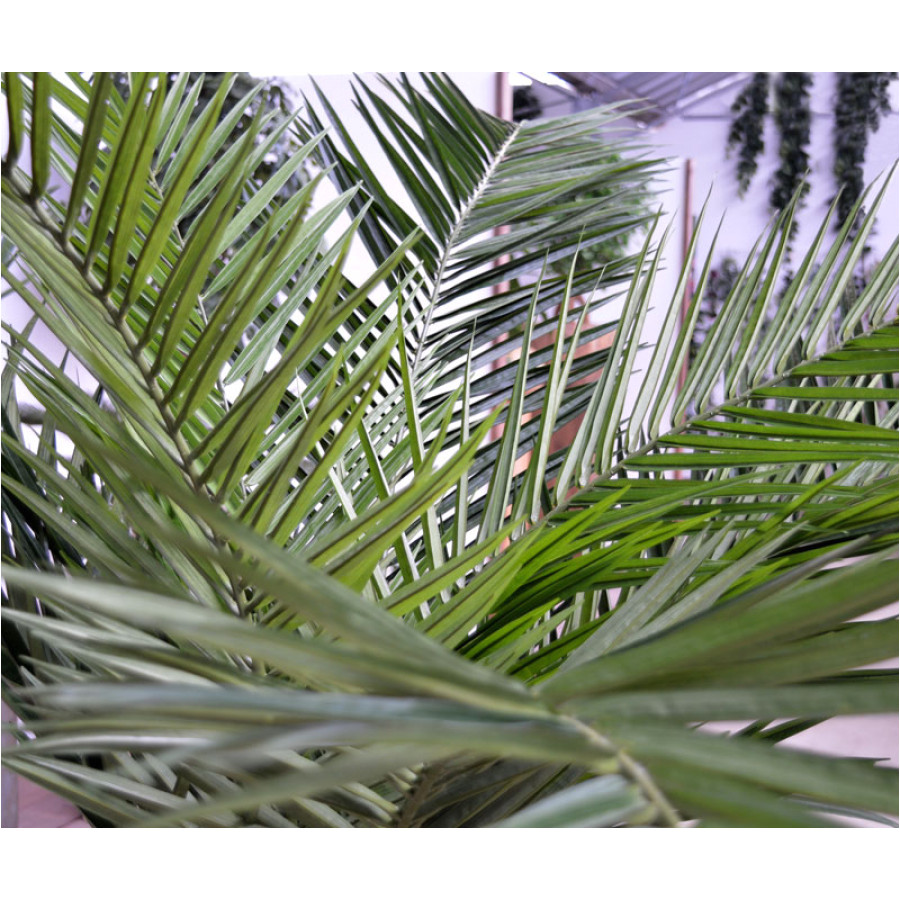 the long artificial silk leafs of the canary palm