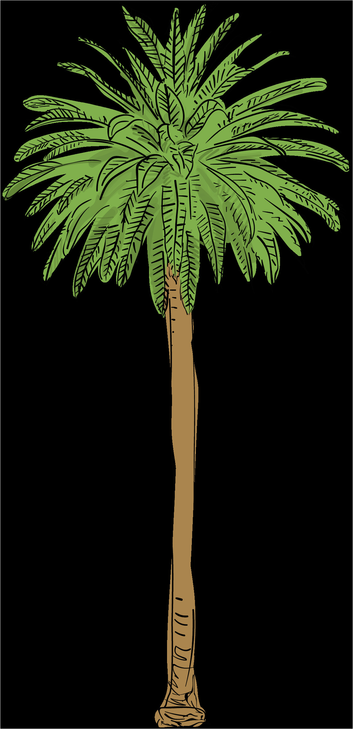 canary island date palm
