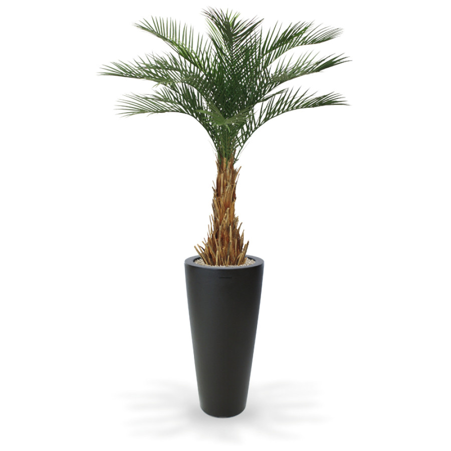 artificial phoenix deluxe palmtree 180 cm in tondo alto 100 cm anthracite