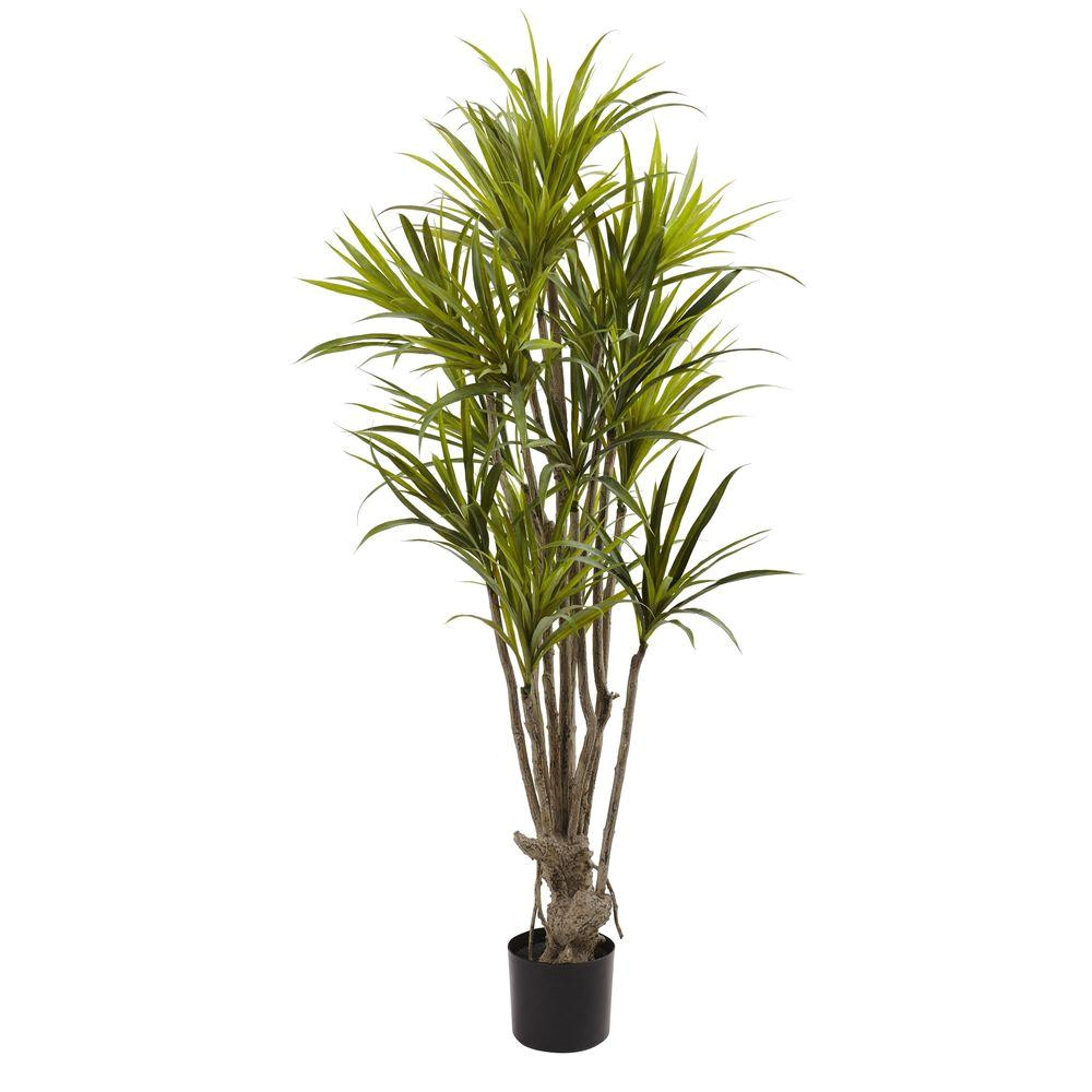 dracaena silk tree