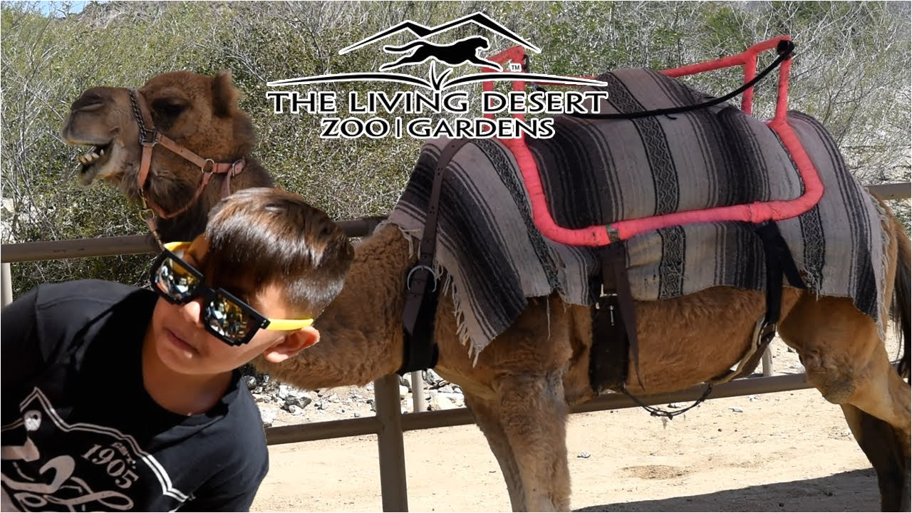 camel ride at the living desert zoo and gardens palm desert ca rh youtube com moorten