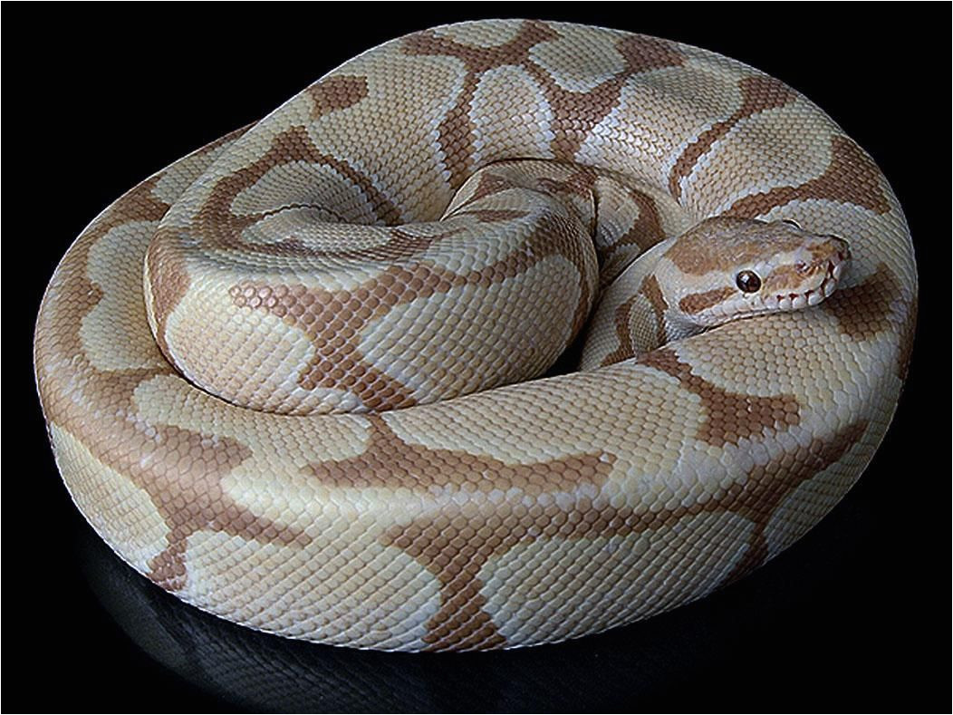 caramel albino python snake