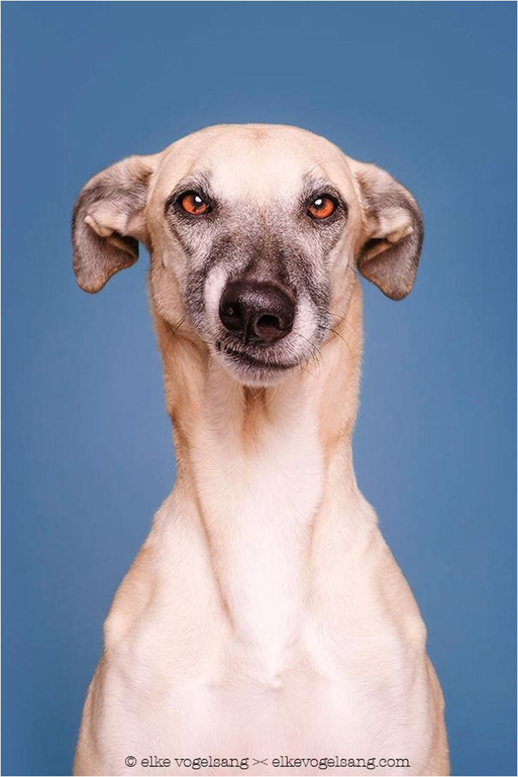 dog portraits when a photographer captures the personalities of dogs