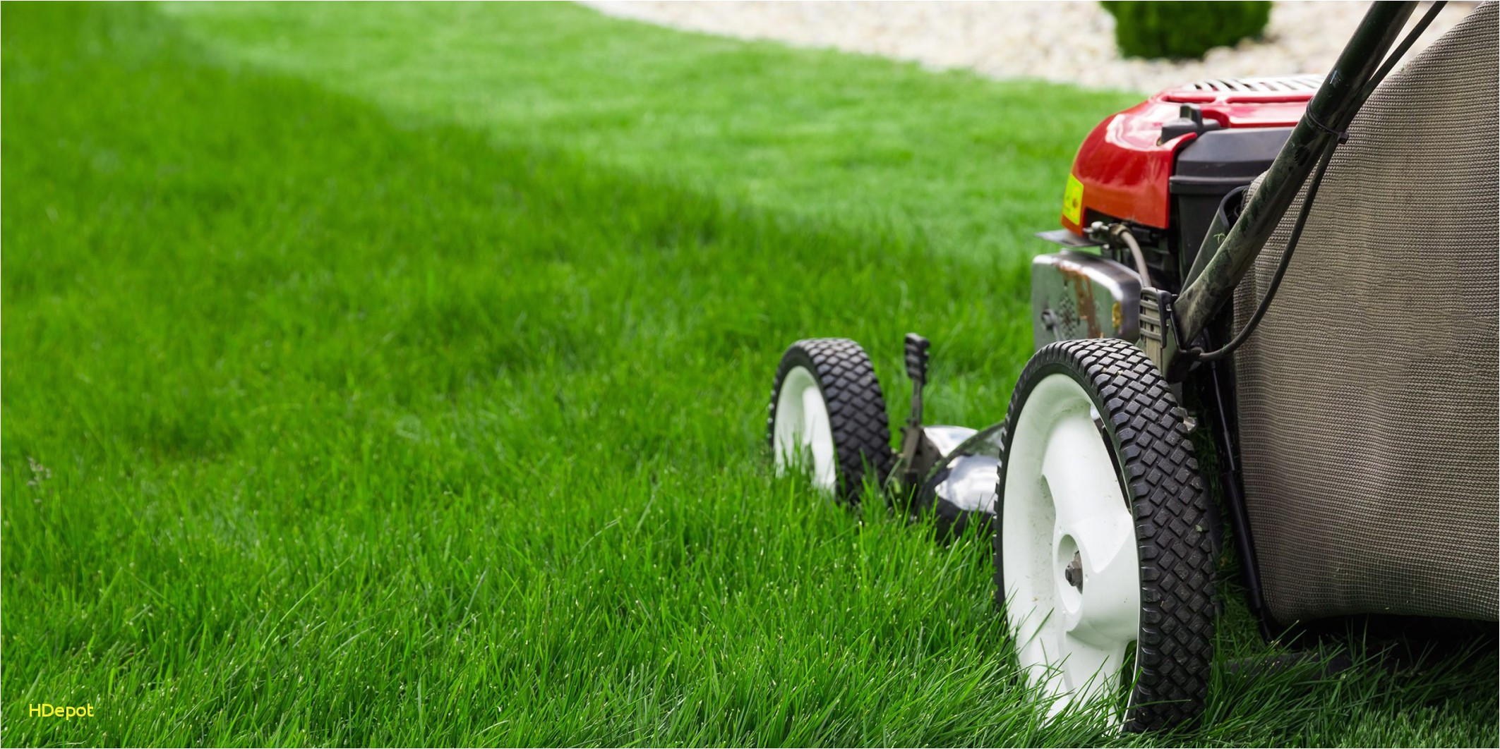 different types of grass