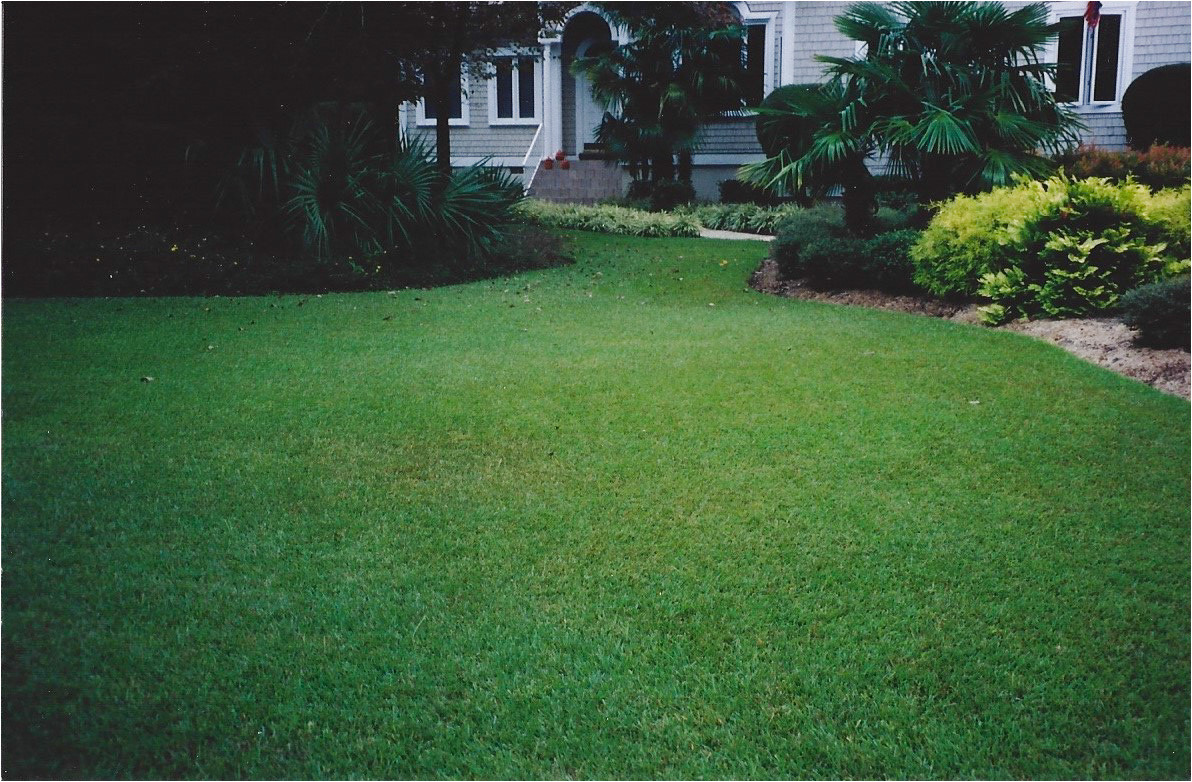 centipede lawn