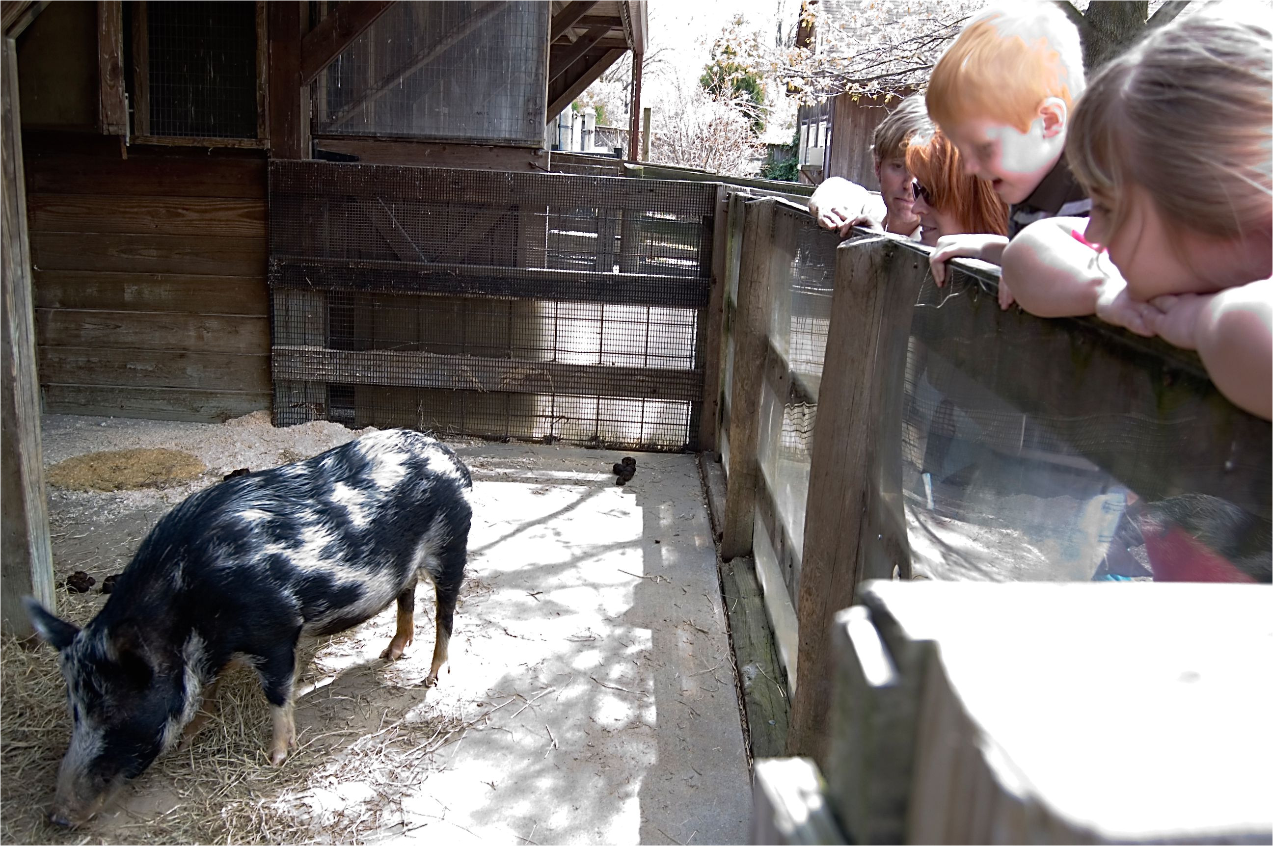 children looking at a pig in the petting zoo at the maryland zoo