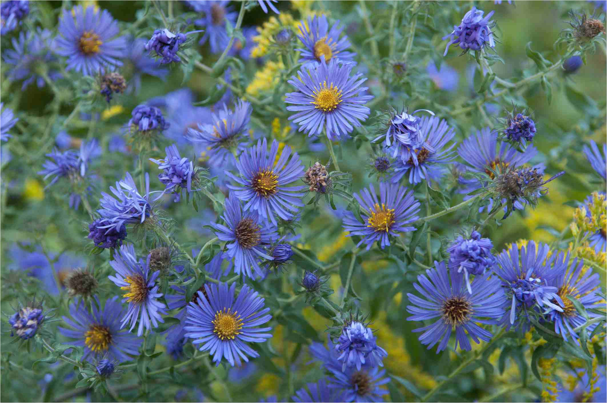 aster