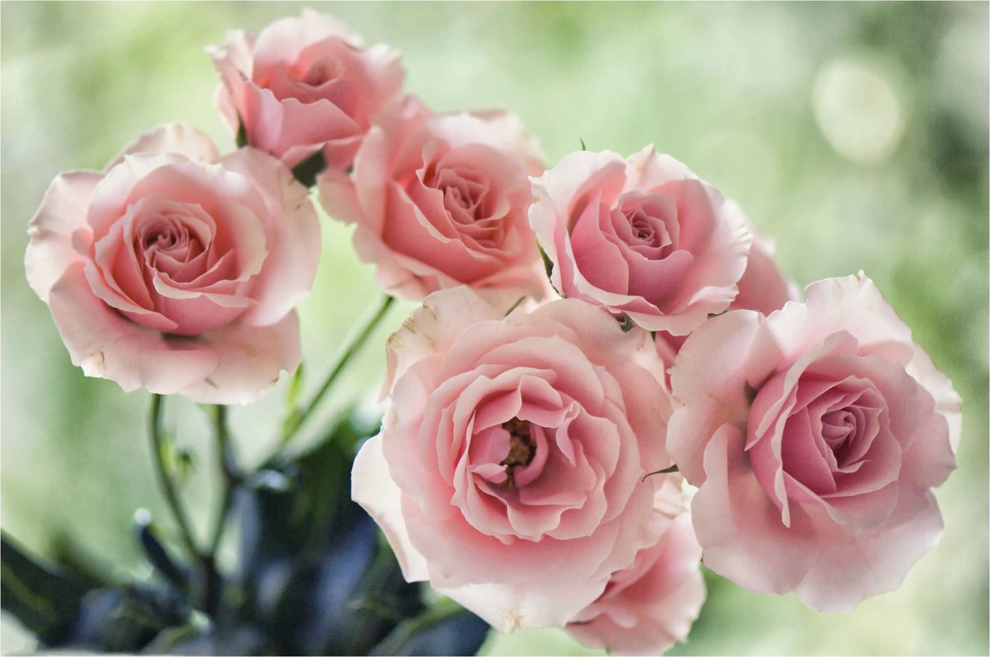 florists soft pink spray rose majolica