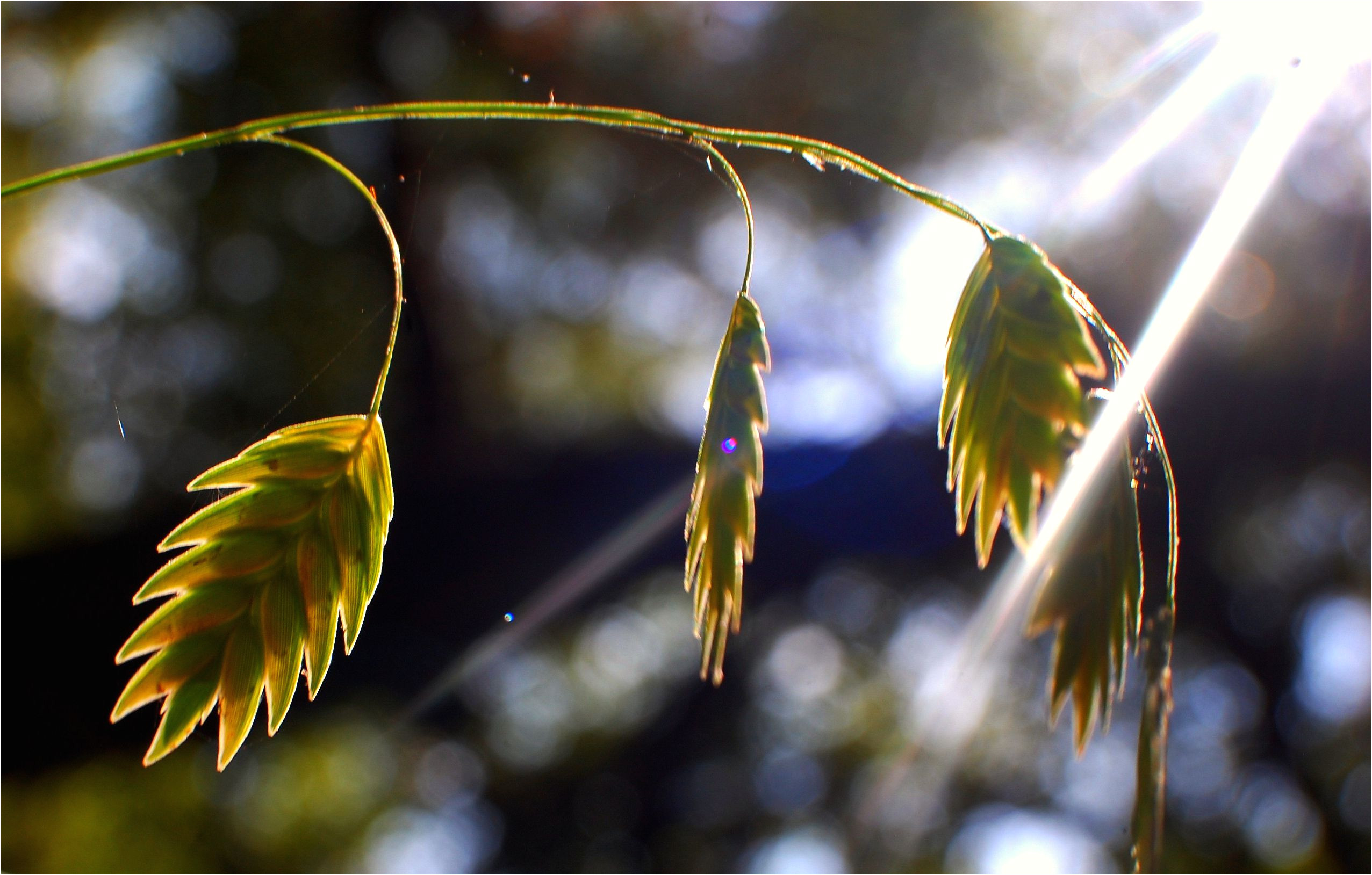 sea oats seedheads big 5a7bda57eb97de0037a46277 jpg