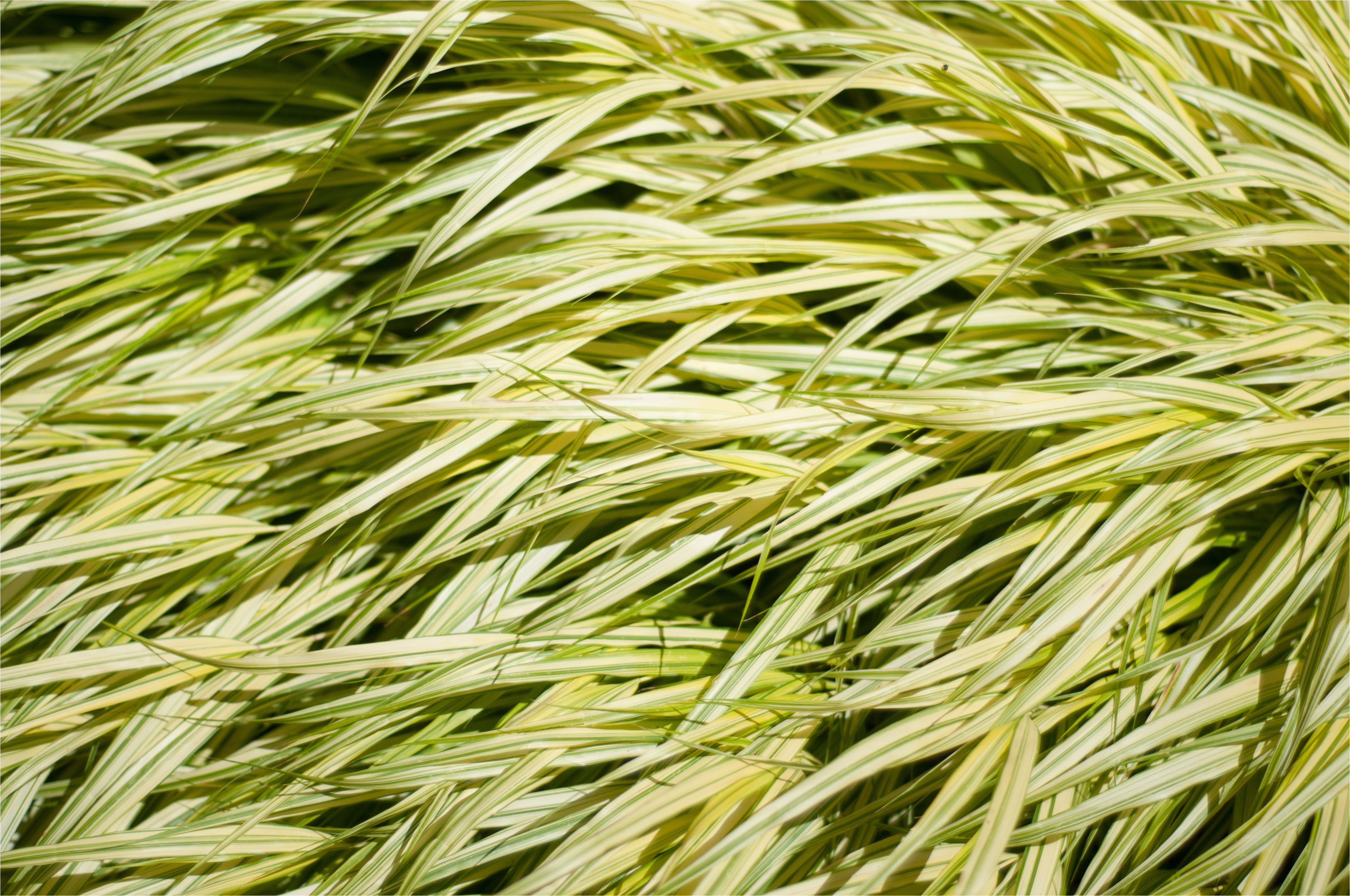 golden hakone grass