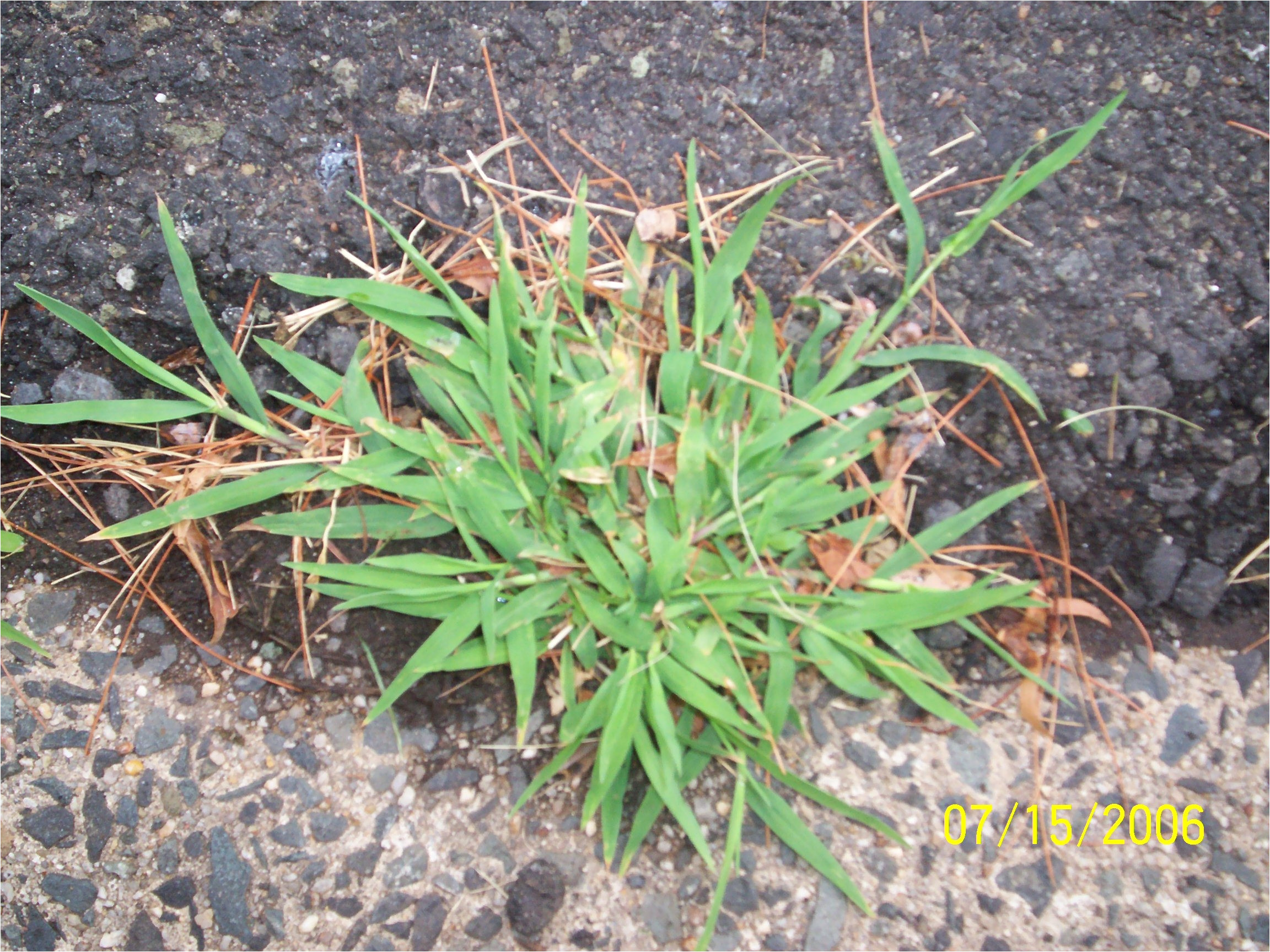 crabgrass jpg