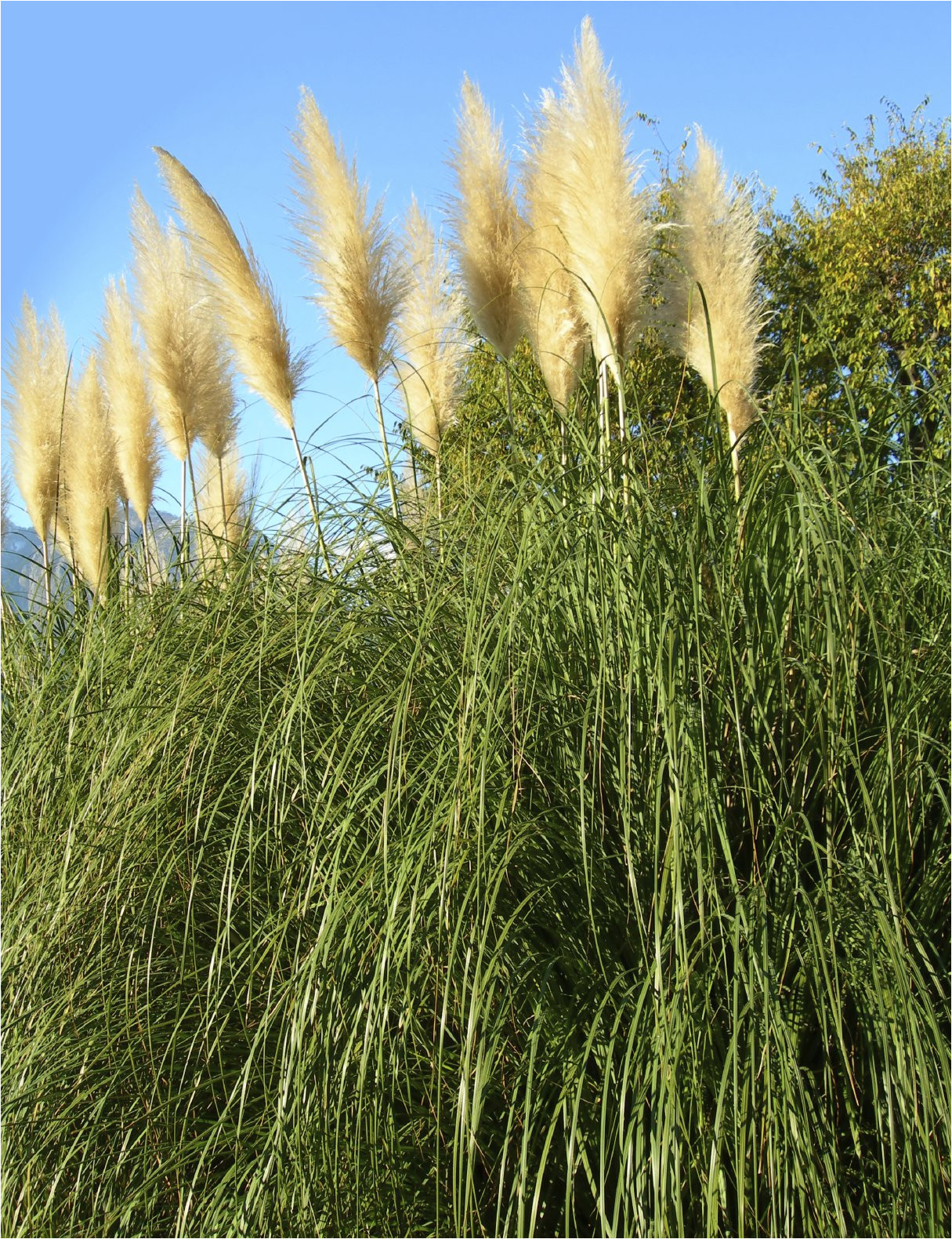 Types Of Grass In Georgia Growing Pampas Grass How to Care for Pampas Grass