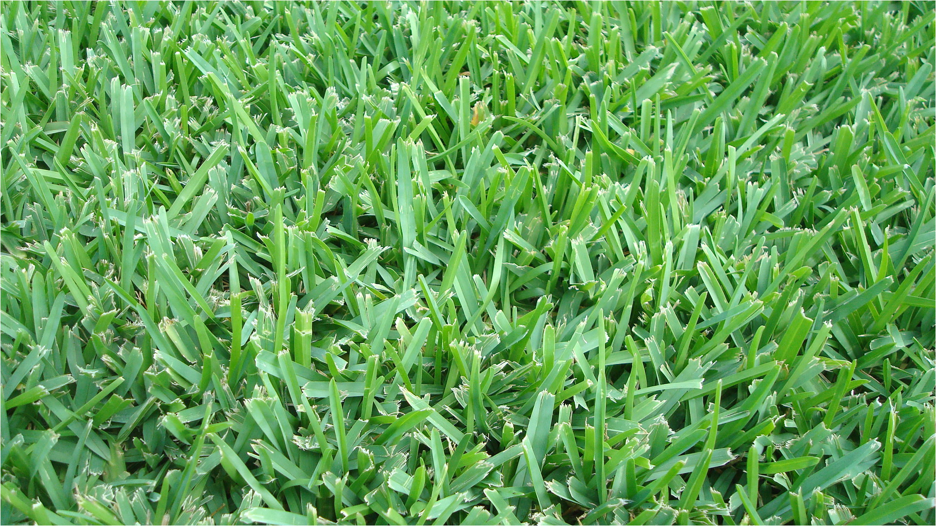 how to identify austin grass types
