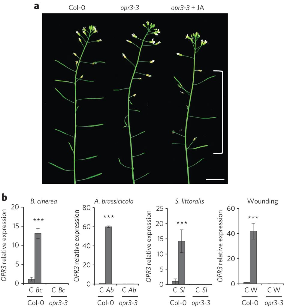 an opr3 independent pathway uses 4 5 didehydrojasmonate for jasmonate synthesis nature chemical biology