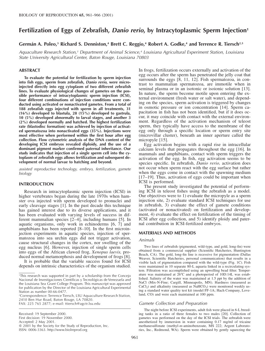 pdf fertilization of eggs of zebrafish danio rerio by intracytoplasmic sperm injection