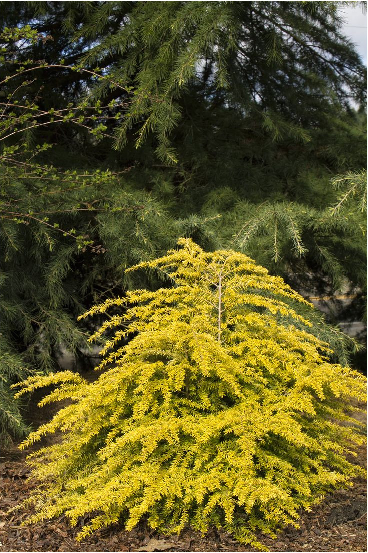 full shade to part sun east side of house golden duchessa eastern hemlock