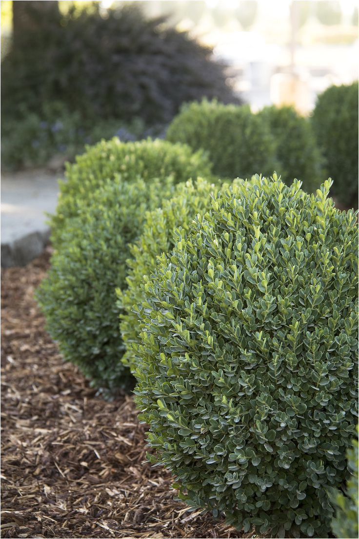 petite pillara dwarf boxwood is an exceptional new dwarf boxwood with a natural columnar form