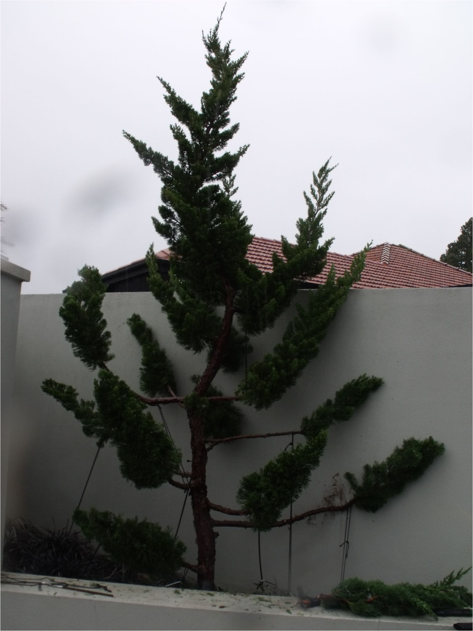 juniperus chinensis kaizuka that i planted at a client s garden 3 yrs ago from a young tree only just reached the top of the wall back then