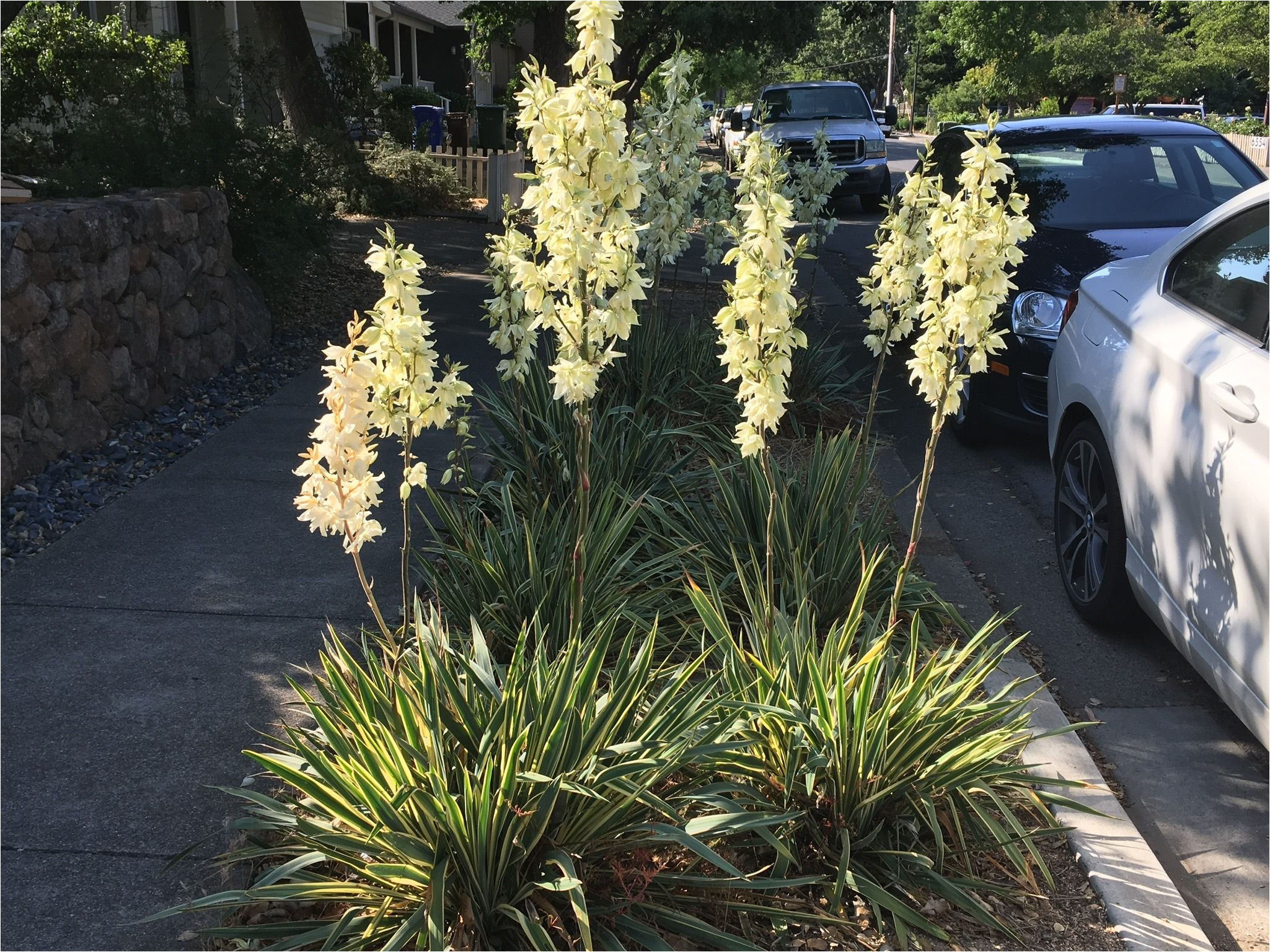 our lord s candle yucca hesperoyucca planted on a curb planter in a yountville sidestreet